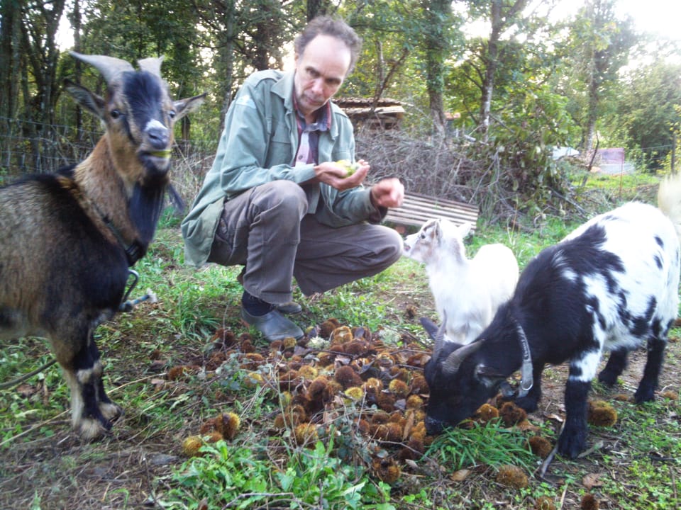 The Man Who Glares at Goats