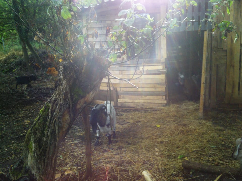 Reverse Elvis: Ram Vs. Goats